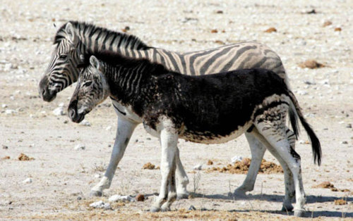 Porn photo  Melanism 