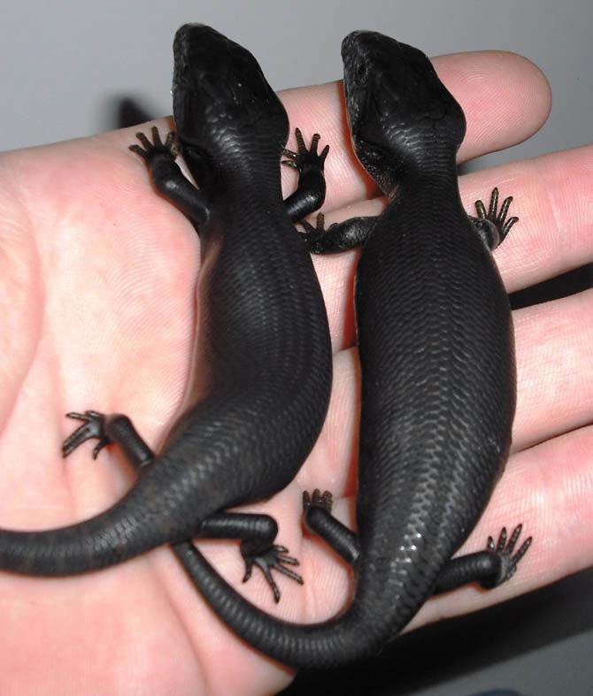  Melanism 