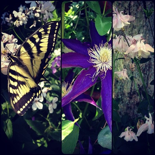 Tiger swallowtail w. dame’s rocket; clematis; columbine. (Taken with instagram)