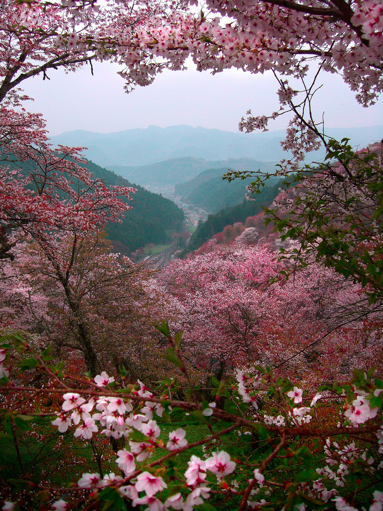 pinovax:  Sakura Mountains Yoshino, Japan by Paul Hillier 