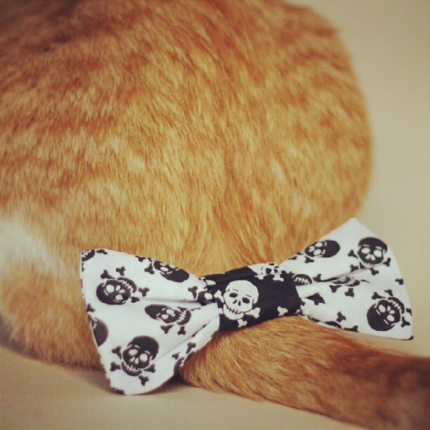 #vudu! #skull #cat #vuduloja (Publicado com o Instagram)