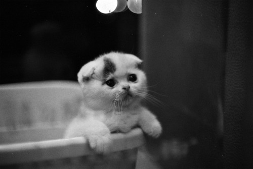 fuckyeahjapanandkorea:  水煎包 (by Jarvis@medialand)   Cause I’m a sucker for cute shit.