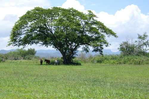 Amadísima sombra