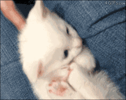 the-absolute-best-gifs:  Follow this blog,