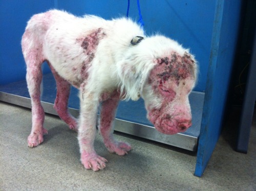 thathorse-obsessedgirl:  I apologize for such graphic pictures, but I’m not sugarcoating this. Today while I was working at the barn, I saw this dog on the way back from a ride. He stood up and walked very cautiously over to the horses, but he didn’t