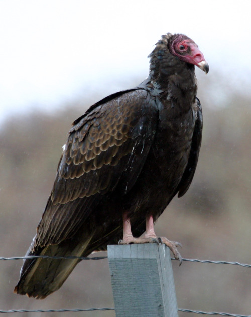 fyanimaldiversity:Leucistic Turkey Vultures (Cathartes aura) Your typical turkey vulture, with 