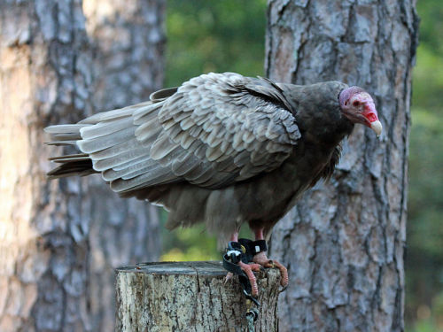 fyanimaldiversity:Leucistic Turkey Vultures (Cathartes aura)Your typical turkey vulture, with dark p