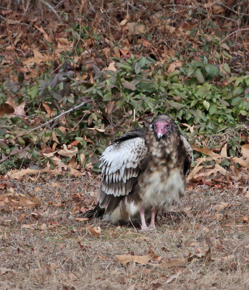 fyanimaldiversity:Leucistic Turkey Vultures (Cathartes aura) Your typical turkey vulture, with 