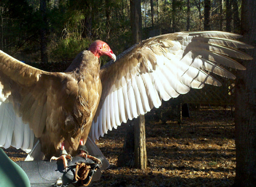 fyanimaldiversity:Leucistic Turkey Vultures (Cathartes aura) Your typical turkey vulture, with 