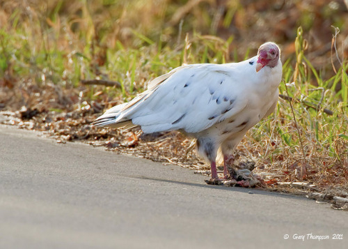 fyanimaldiversity:Leucistic Turkey Vultures (Cathartes aura)Your typical turkey vulture, with dark p