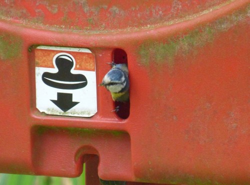 Julia Keddie, an RSPB member from Richmond in Surrey, stumbled across a blue tit that chose to build its nest in a peculiar place - an emergency life jacket at Kew Gardens. She says: Fingers crossed nobody will fall into the lake during the rest of...