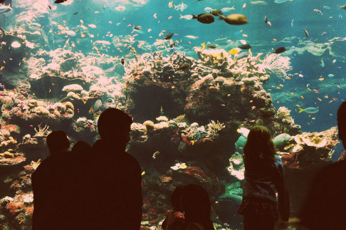 amarefeles.tumblr.com/post/24647285241/