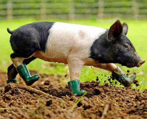 jurisfiction:queermobile:funkysafari:You can’t get much happier than a pig in muck, or so we a