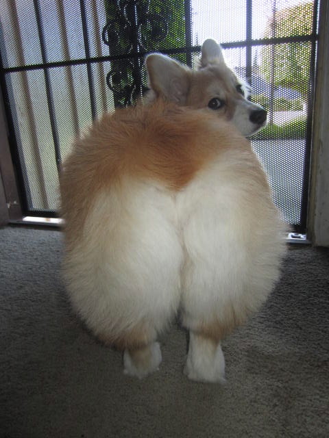 corgiaddict:  twosillycorgis:  Fluffy corgis are the Beyonce of corgi butts!  dat momo