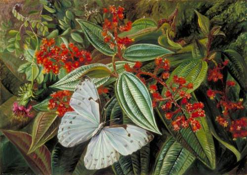 artshers:Marianne North - Trees Laden with Parasites and Epiphytes in a Brazilian Garden (Royal Bota