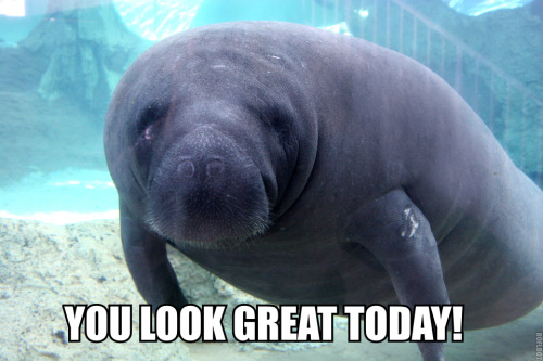 fullofwhoa:sparklingwhine:sexshooter:lavendermilkshake:lenoralenoire:The comforting sea cow. Totally