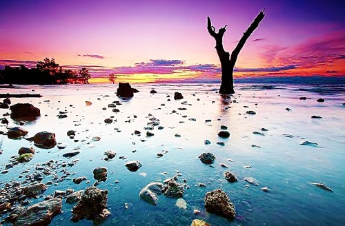 bedp0tato:  edited “Y” tree (original By MD_MC)  taken at lun padido, malapata