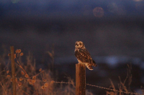  owls ftw. that is all 8)