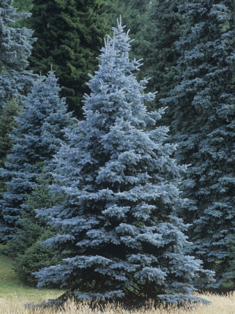 they-call-me-cedar:It’s a blue spruce.Random fact about me:I am a foreman at a Christmas tree farm.