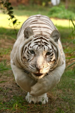 magicalnaturetour:  White Tiger Stalk by
