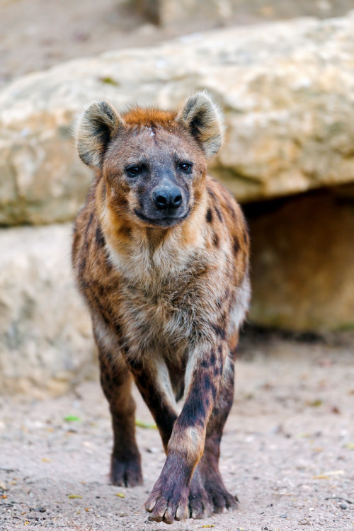 llbwwb:
“ Walking spotted hyena (by Tambako the Jaguar)
”