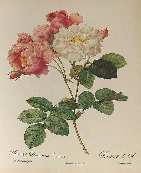 Rosa x damascena (Common name: Damask Rose)