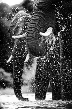 aquaticwonder:  Elephants Drinking Water