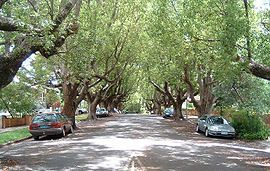 my wish for brisbane is…for lovely tree lined streets to walk by.