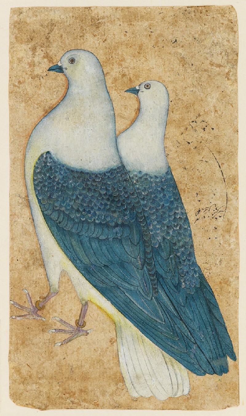 eyeburfi2:
“ Two pigeons, Mughal, North India, c. 1650. A pair of Imperial Pigeons is shown against a plain ground. The male bird has gold rings on its legs, suggesting that these are prized birds in imperial possession. The sport of pigeon-flying...