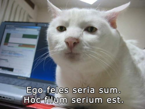 interretialia: interretialia: Ego feles seria sum.Hoc filum serium est. I Are Serious Cat.This is Se