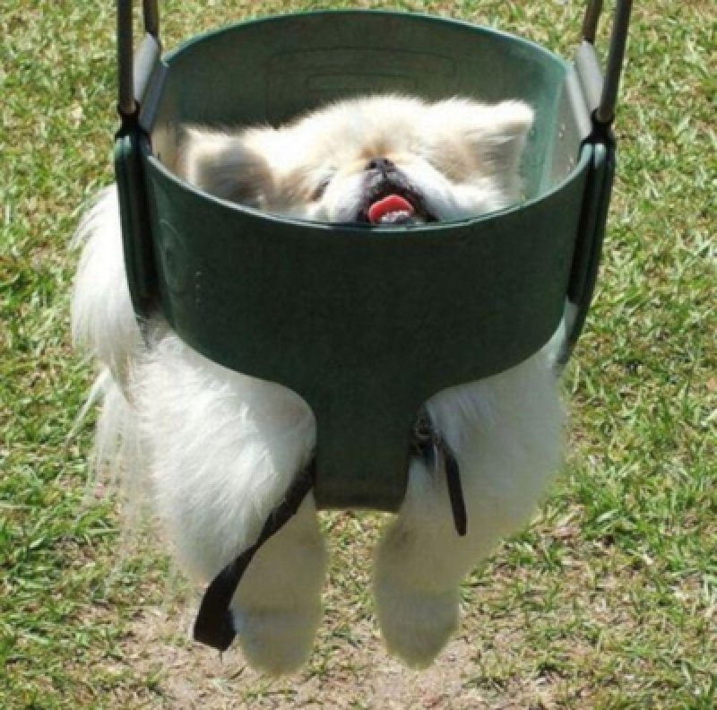 collegehumor:
“ Dog Stuck in Swing
Help me! I’m drowning in swing.
”