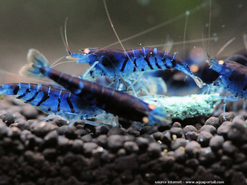 “Orange Eye” Blue Tiger Shrimp - Caridina Cantonensis