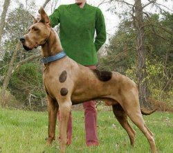 collegehumor:  Scooby Doo IRL “Wait a minute, this is photoshopped.” “That’s right, and I would’ve gotten away with it too, if it weren’t for you meddling kids.”  