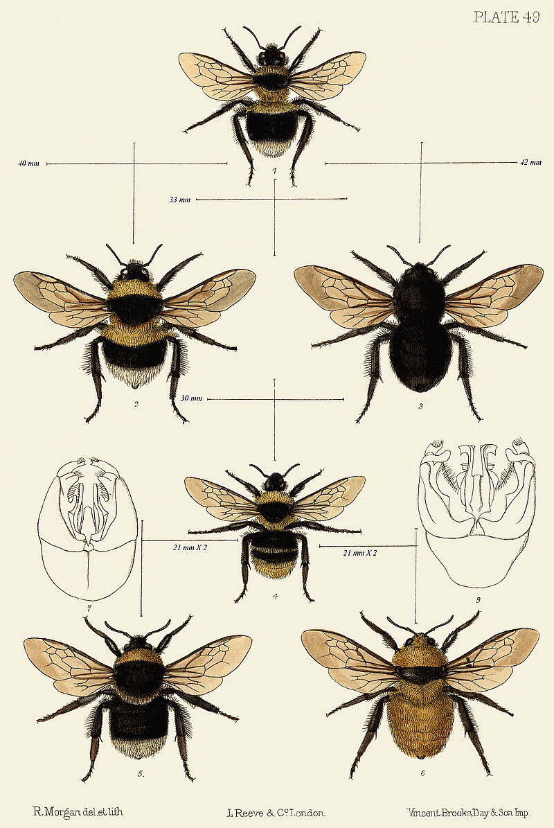 scientificillustration:  British Bombus species (3): Saunders 