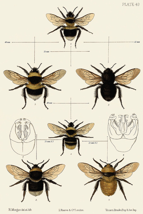 scientificillustration:  British Bombus species porn pictures