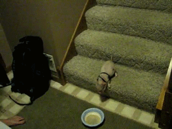   Hamlet the Mini Pig Goes Down the Steps porn pictures