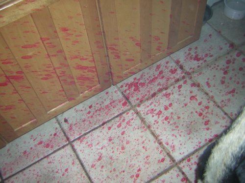 thekingwizard:  One time my friend sent me these pictures, with no explanation, and then called me, and I thought she was crying, but apparently she was laughing really hard. It was the scariest ten minutes of my life.  This is what happens when you