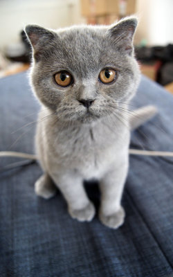 catp0rn:  Small Scottish Fold Kitten by Vertor