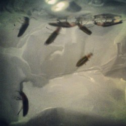 Me and rustys firefly collection :) (Taken with instagram)