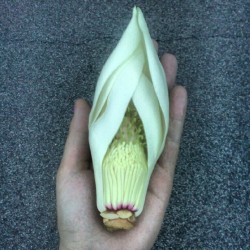 Big ass flower bud! (Taken with instagram)