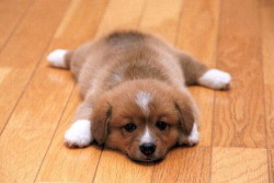 lookathisfuckingpuppy:  LOOK AT THIS FLUFFY PUPPY Want more puppies? Follow!