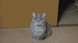 teaandfailure:  inscarletsilence:  my favourite thing about cat yawns is they start off real cute and then get fucking menacing as shit every time  at first i was like haha aww this kitty is so cute but why does it seem so familiar and then i realized