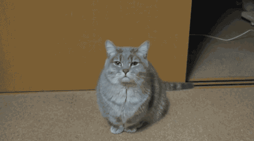 inscarletsilence:  my favourite thing about cat yawns is they start off real cute and then get fucking menacing as shit every time 