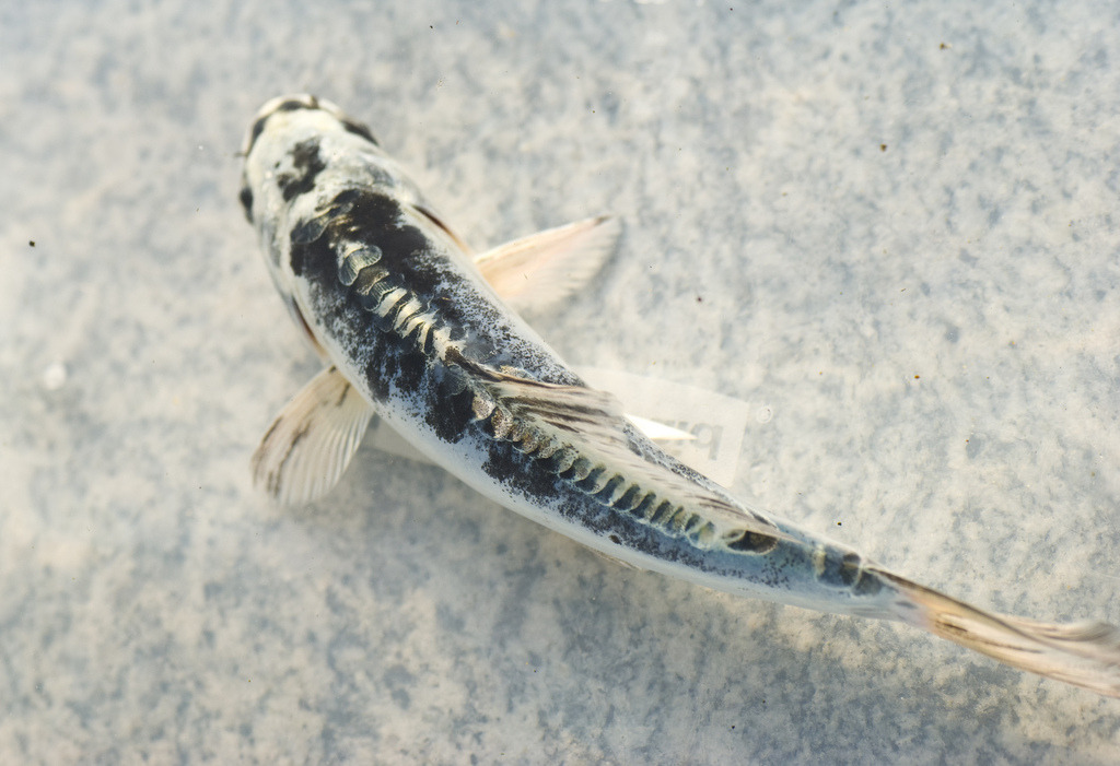 Koi Fish Blog on Tumblr: Did you know? There are scaled koi and