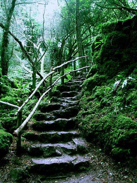 Porn photo theoddmentemporium:  Puzzlewood is an ancient