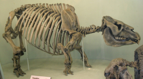 Toxodon Mounted specimen on display at Harvard Museum of Natural History Reconstruction by Roman Uch