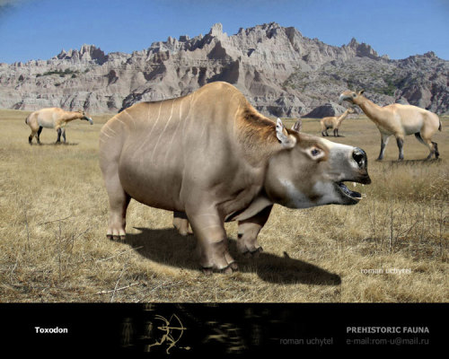 Toxodon Mounted specimen on display at Harvard Museum of Natural History Reconstruction by Roman&nbs