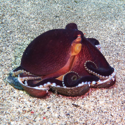 fyeah-seacreatures:  Coconut Octopus. (marco26886)