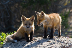 magicalnaturetour:   Red Fox Pups  by mikebaird