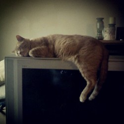Zipper sleeping on the tv lol :) (Taken with instagram)